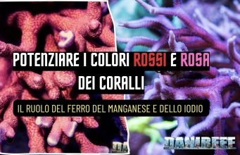 Coralli rossi e rosa: pigmenti, microelementi e luce per colori intensi colori rossi e rosa dei coralli