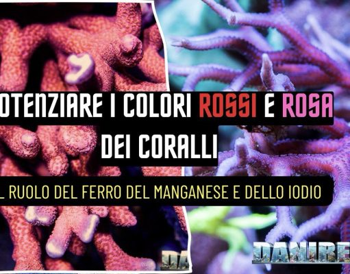 Coralli rossi e rosa: pigmenti, microelementi e luce per colori intensi colori rossi e rosa dei coralli