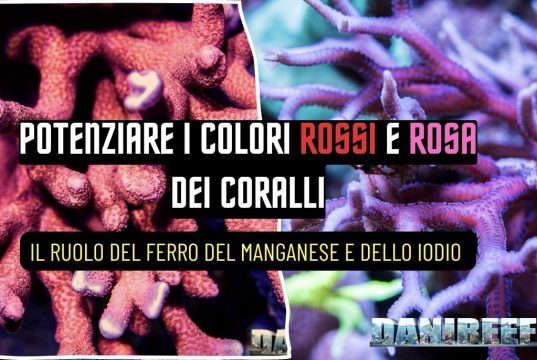 Coralli rossi e rosa: pigmenti, microelementi e luce per colori intensi colori rossi e rosa dei coralli