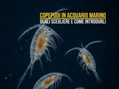 Copepodi in acquario: specie, nutrimento e tecniche di introduzione