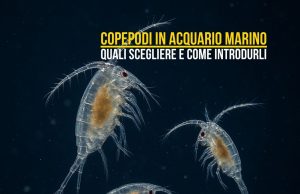 Copepodi in acquario: specie, nutrimento e tecniche di introduzione