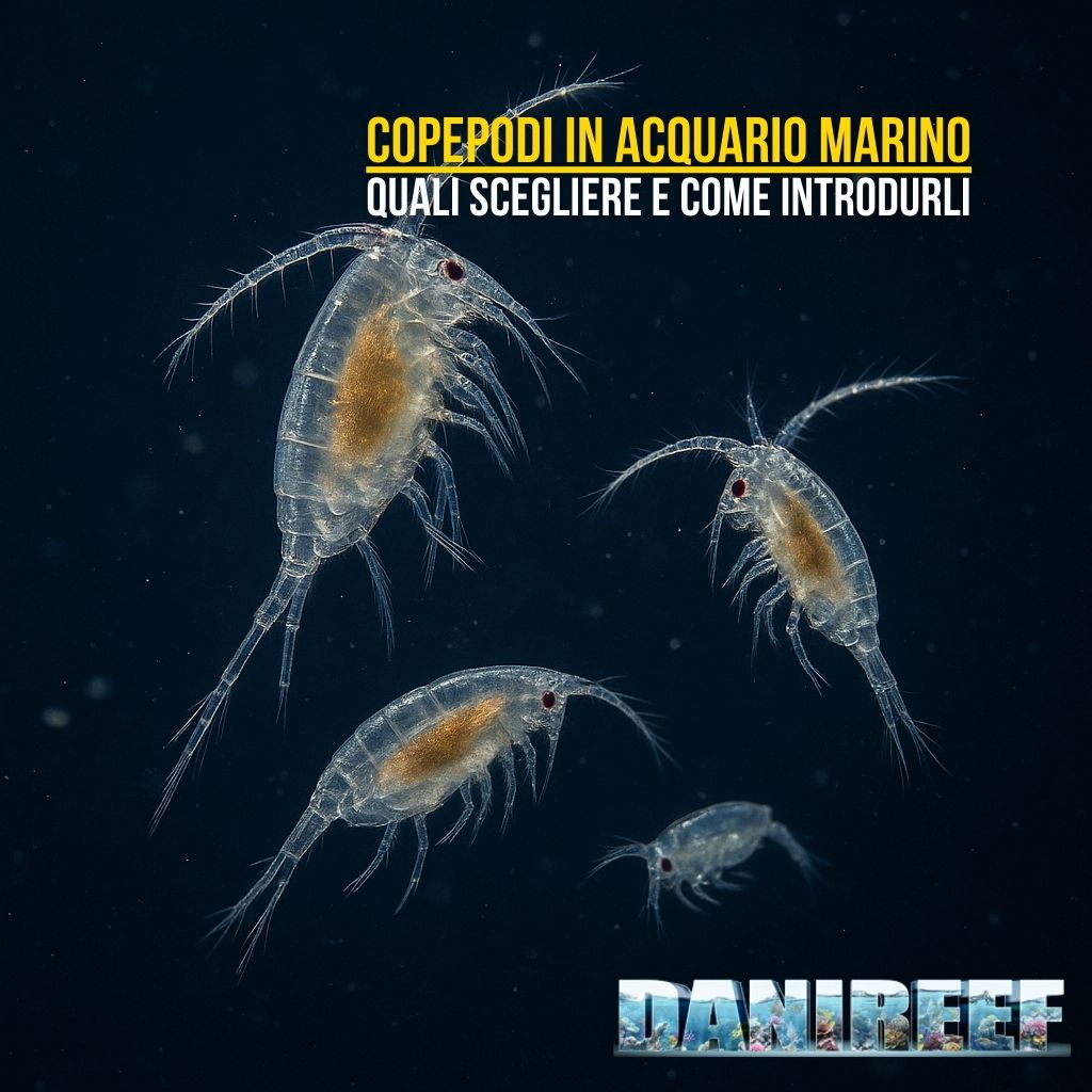 Copepodi in acquario: specie, nutrimento e tecniche di introduzione