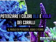 I colori dei coralli blu e viola: il ruolo di potassio, iodio e ferro coralli SPS blu e viola illuminati con spettro blu intenso