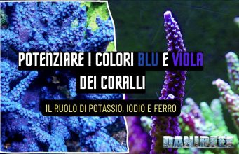 I colori dei coralli blu e viola: il ruolo di potassio, iodio e ferro coralli SPS blu e viola illuminati con spettro blu intenso