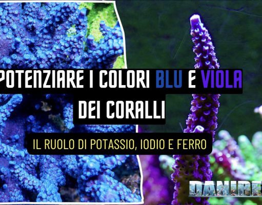 I colori dei coralli blu e viola: il ruolo di potassio, iodio e ferro coralli SPS blu e viola illuminati con spettro blu intenso