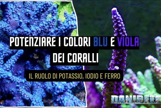 I colori dei coralli blu e viola: il ruolo di potassio, iodio e ferro coralli SPS blu e viola illuminati con spettro blu intenso