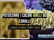 Coralli gialli in acquario: pigmenti, luce e microelementi chiave coralli gialli