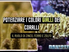 Coralli gialli in acquario: pigmenti, luce e microelementi chiave coralli gialli