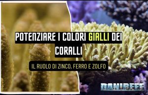 Coralli gialli in acquario: pigmenti, luce e microelementi chiave coralli gialli