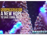 Cryopreservation: saving corals with the genetic banks of the future