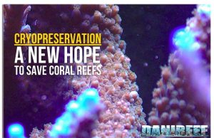 Cryopreservation: saving corals with the genetic banks of the future