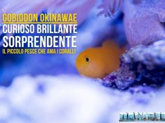 Gobiodon okinawae: il piccolo gioiello del reef – la nostra guida