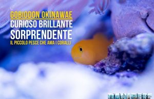 Gobiodon okinawae: il piccolo gioiello del reef – la nostra guida