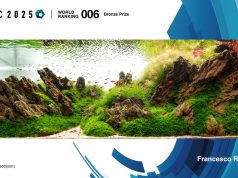 IAPLC 2025: l’Italia nella top 10 dell’aquascaping mondiale iaplc2025rampinelli