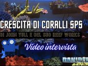 Come far crescere coralli enormi: i segreti di John Yull – ReefWorks reef works john yull illuminazione e nutrienti coralli SPS
