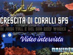 Come far crescere coralli enormi: i segreti di John Yull – ReefWorks reef works john yull illuminazione e nutrienti coralli SPS