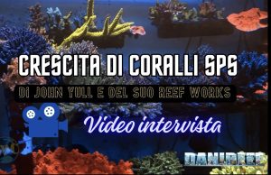 Come far crescere coralli enormi: i segreti di John Yull – ReefWorks reef works john yull illuminazione e nutrienti coralli SPS