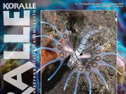Koralle Magazine 154: Veleni nella barriera corallina e in acquario