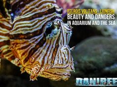 Pterois volitans – Lionfish: Beauty and Dangers in Aquariums and the Sea