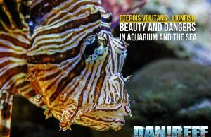 Pterois volitans – Lionfish: Beauty and Dangers in Aquariums and the Sea