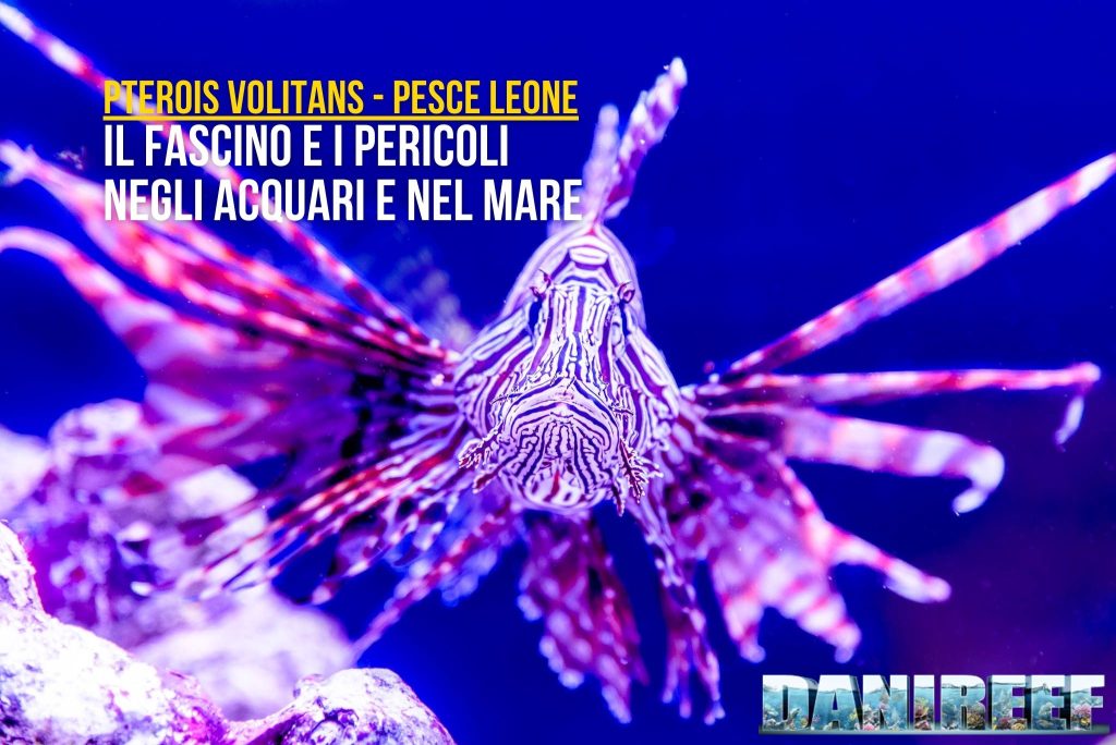 pterois volitans - pesce leone - il fascino e i pericoli negli acquari e nel mare - copertina dell'articolo