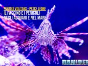 Pterois volitans: guida al pesce leone invasivo in acquario marino