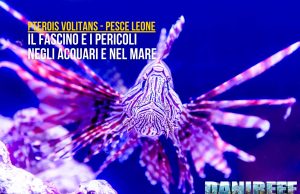 Pterois volitans: guida al pesce leone invasivo in acquario marino