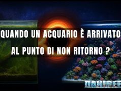Acquario dolce o marino al punto di non ritorno: recupero o reset? punto di non ritorno