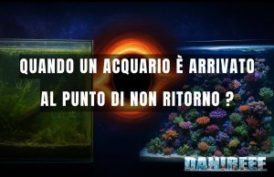 Acquario dolce o marino al punto di non ritorno: recupero o reset? punto di non ritorno