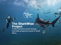 SharkWise Project: biologia marina tra immersioni ricerca e squali