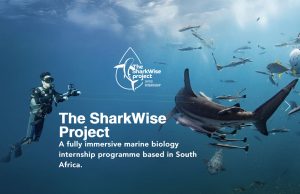 SharkWise Project: biologia marina tra immersioni ricerca e squali