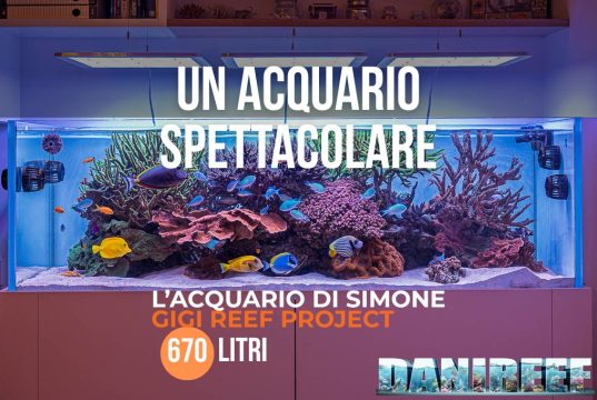Lo spettacolare acquario marino di Simone – Gigi Reef Project