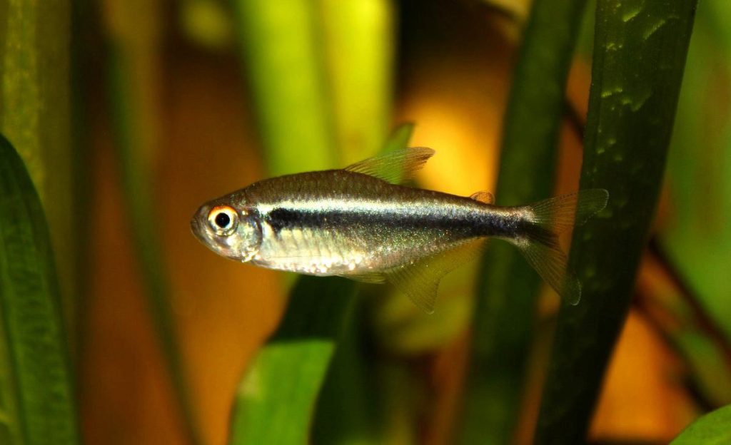 Neon nero (Hyphessobrycon herbertaxelrodi)