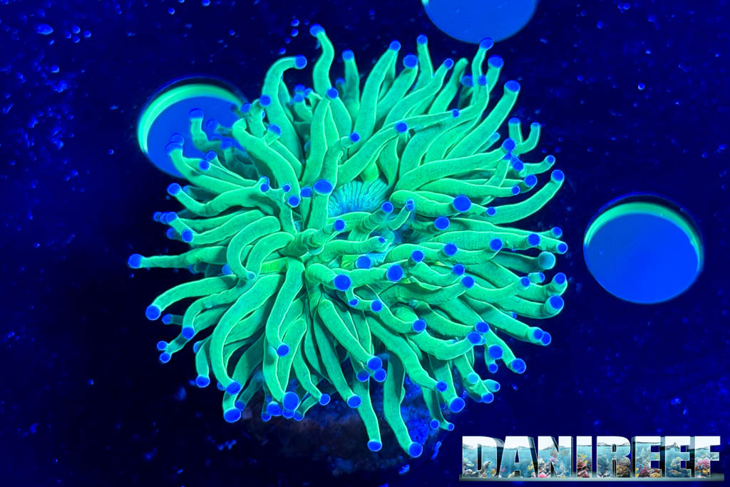 Euphyllia glabrescens da Passione Acquario