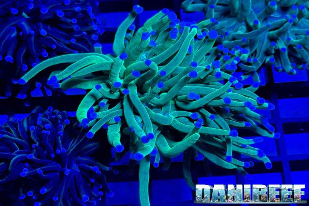 Euphyllia glabrescens da Passione Acquario