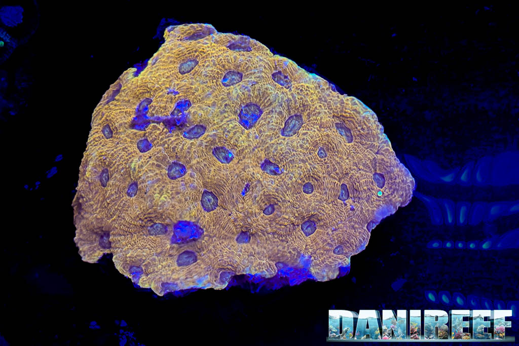 Acanthastrea bowerbanki presso lo stand H2O