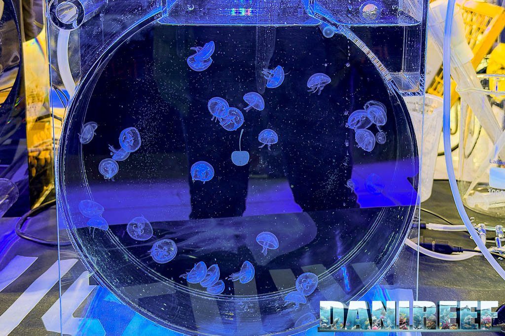 Acquario per meduse da Meduseria Milano