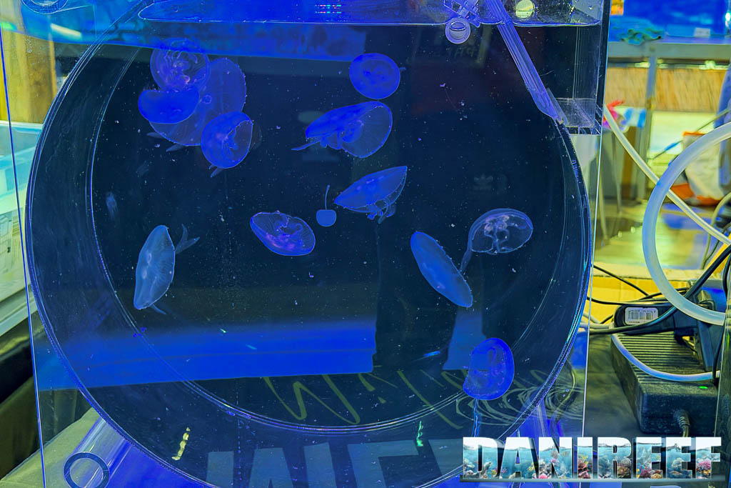 Acquario per meduse da Meduseria Milano