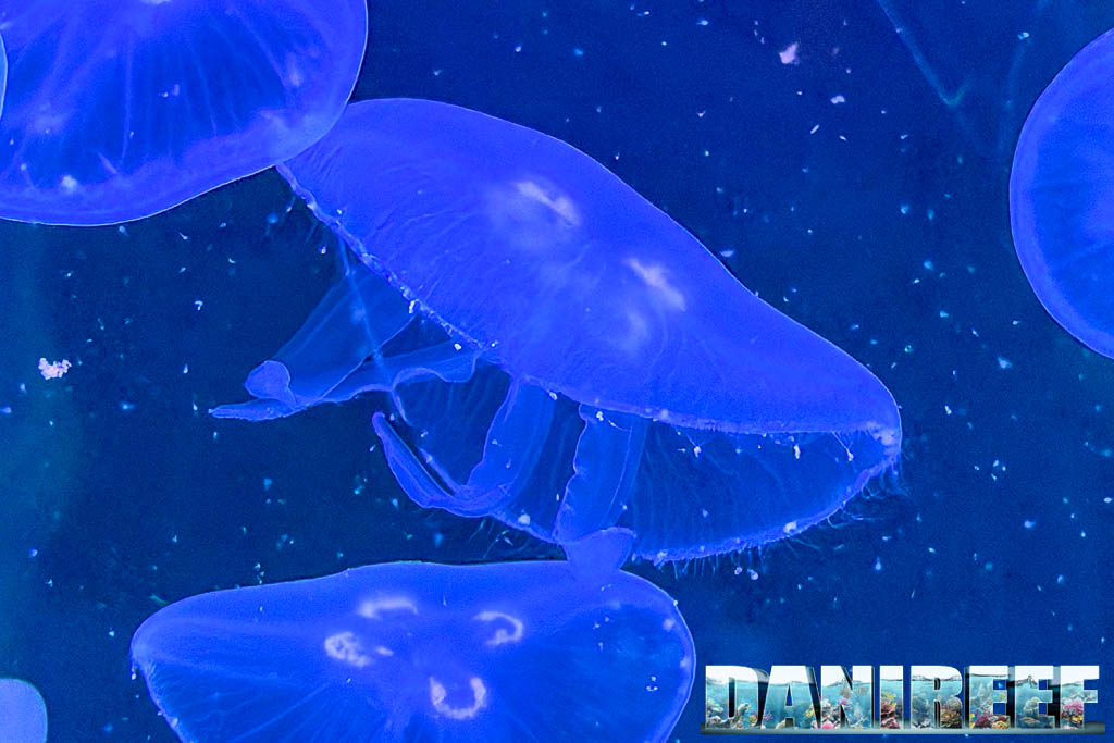 Medusa Aurelia aurita