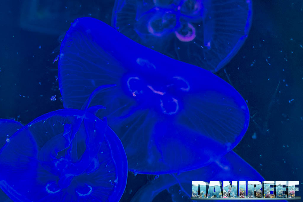 Acquario kreisel per l’allevamento delle meduse