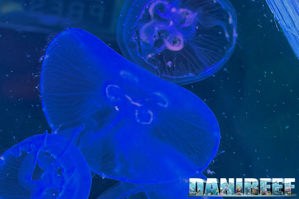 Medusa Aurelia aurita