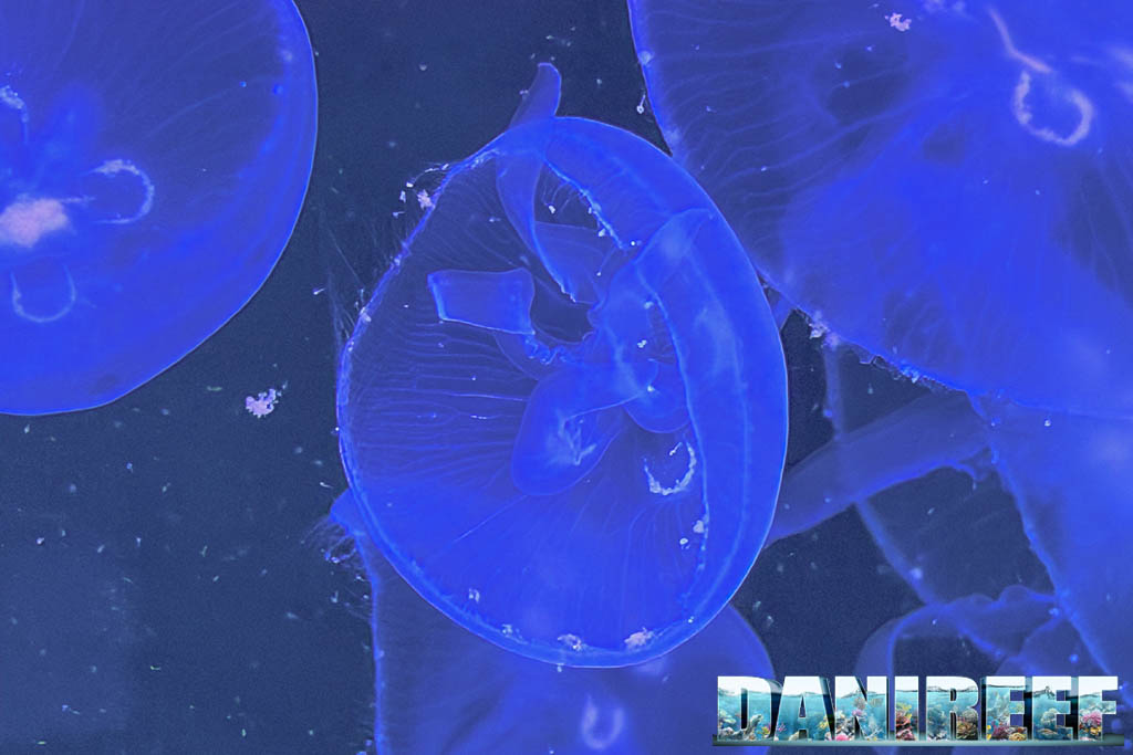 Medusa Aurelia aurita