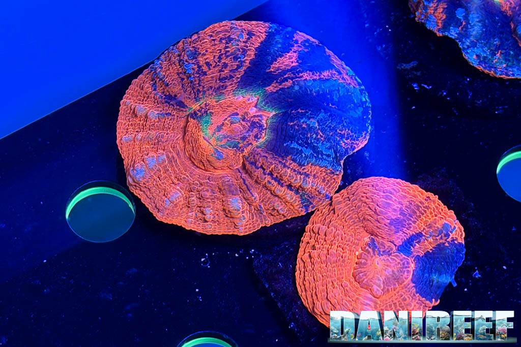 Scolymie da Passione Acquario