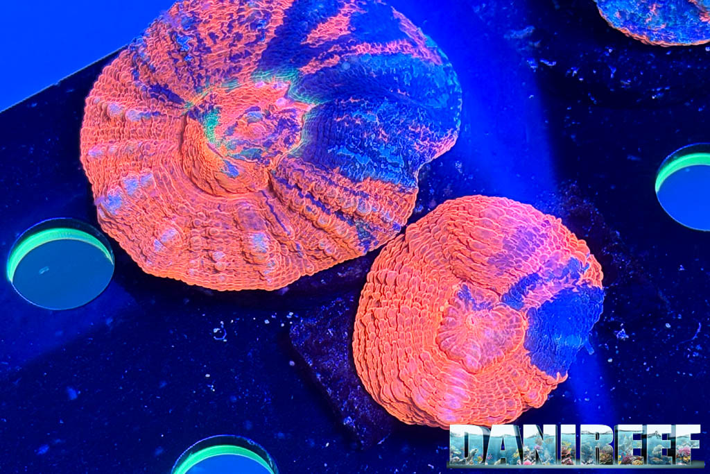 Scolymie da Passione Acquario