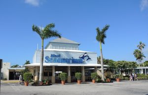 Il Miami Seaquarium cambia volto dopo 70 anni: inizia la rinascita