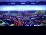 Acquario SPS di Imran: pH alto, ICP e due anni senza cambi