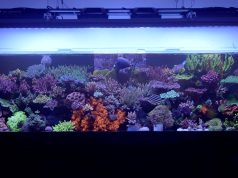 Acquario SPS di Imran: pH alto, ICP e due anni senza cambi