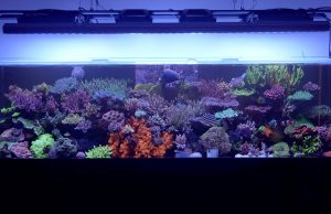 Acquario SPS di Imran: pH alto, ICP e due anni senza cambi