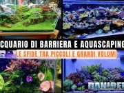 Acquario piccolo o grande? Differenze, stabilità e difficoltà Acquario di barriera