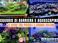 Acquario piccolo o grande? Differenze, stabilità e difficoltà Acquario di barriera